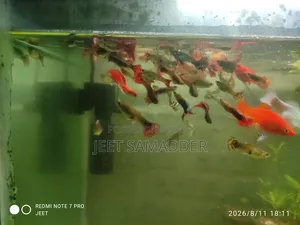 Fish for sale