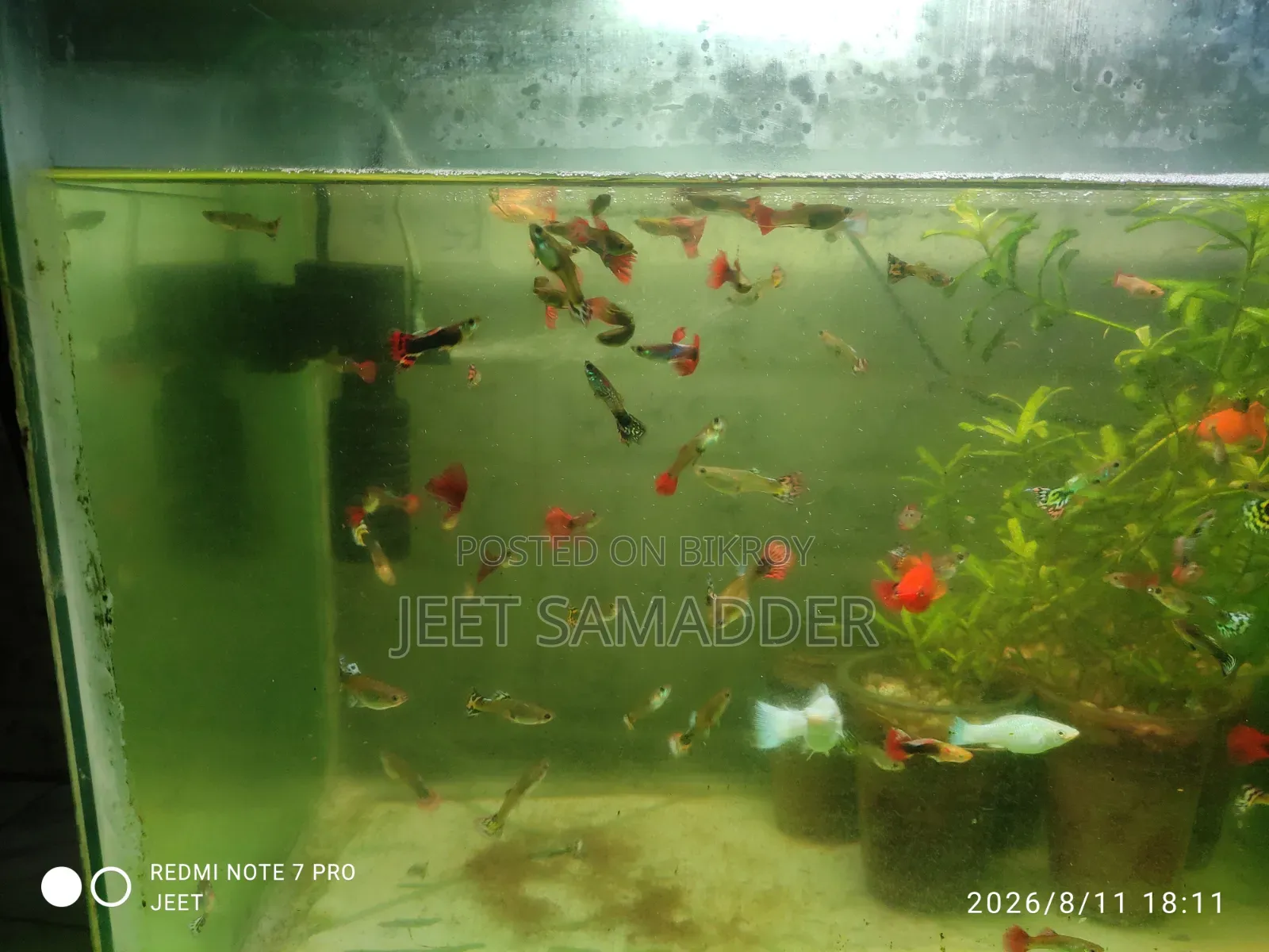 Fish for sale