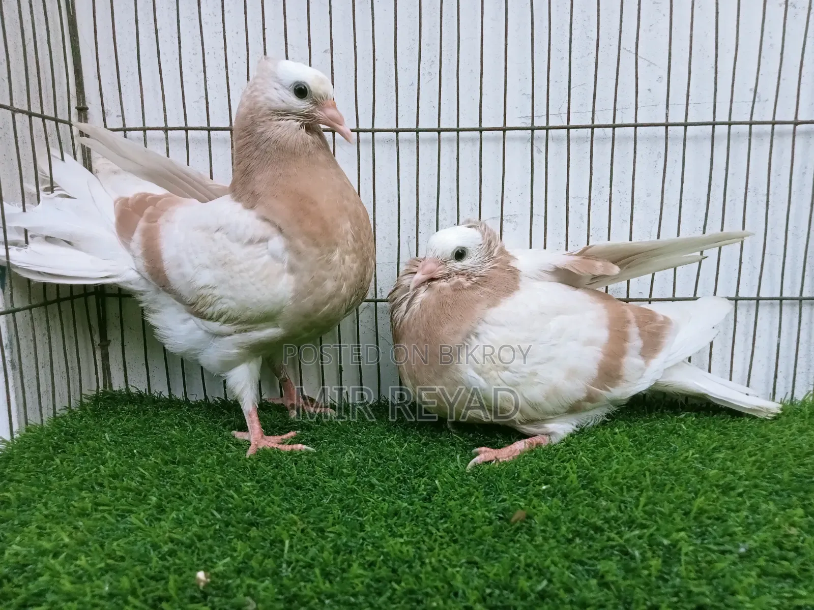 Cream Bar Mukhi Baby Goat