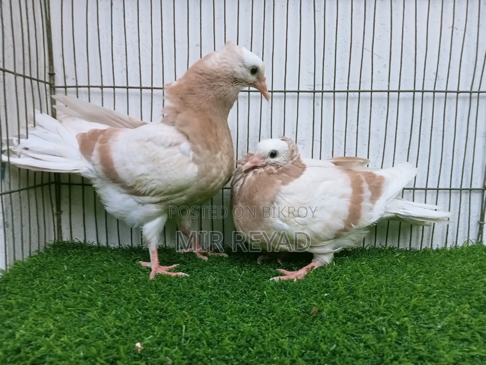 Cream Bar Mukhi Baby Goat