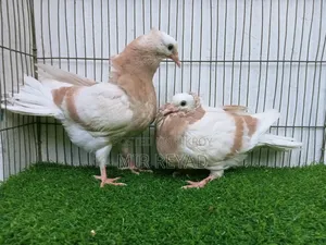 Cream Bar Mukhi Baby Goat