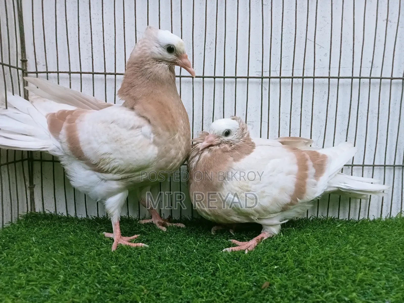 Cream Bar Mukhi Baby Goat