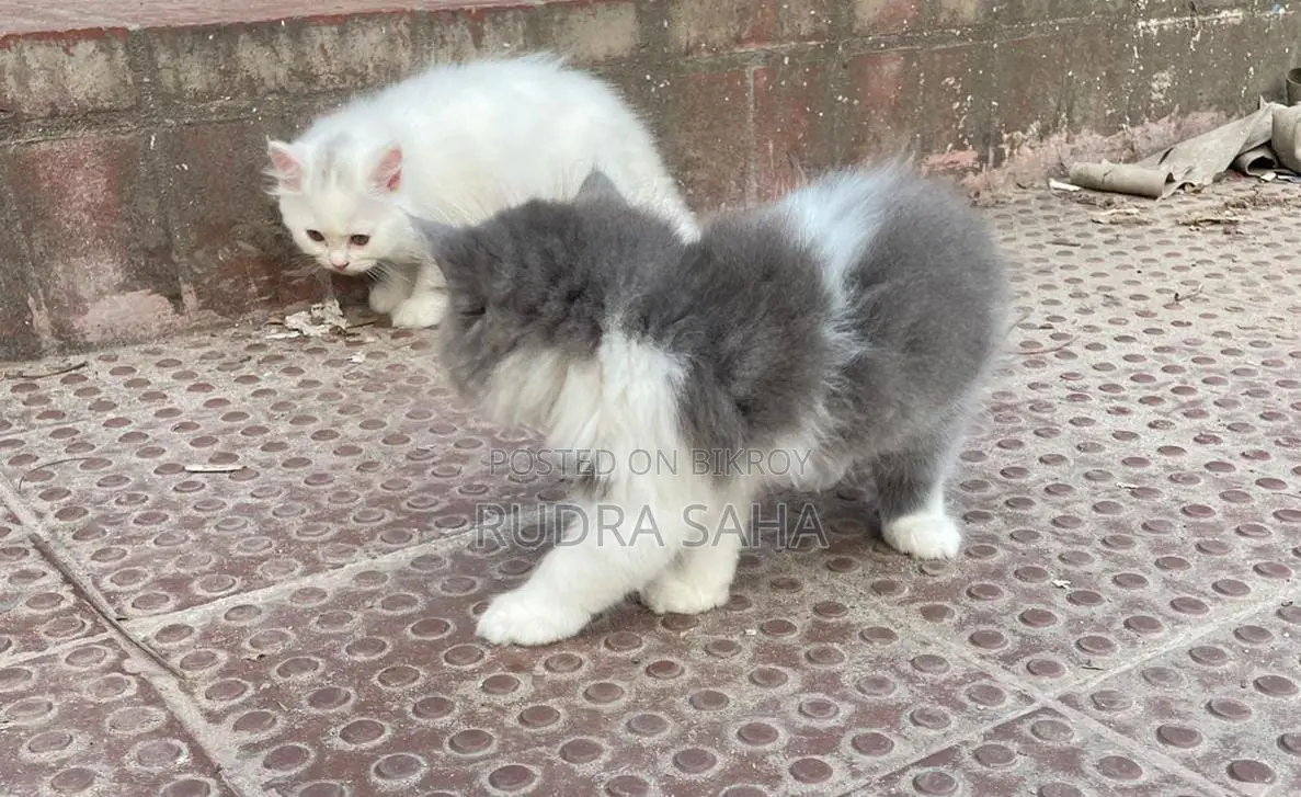 ১-৩ মাস বয়সী পুরুষ খাঁটি পার্সিয়ান