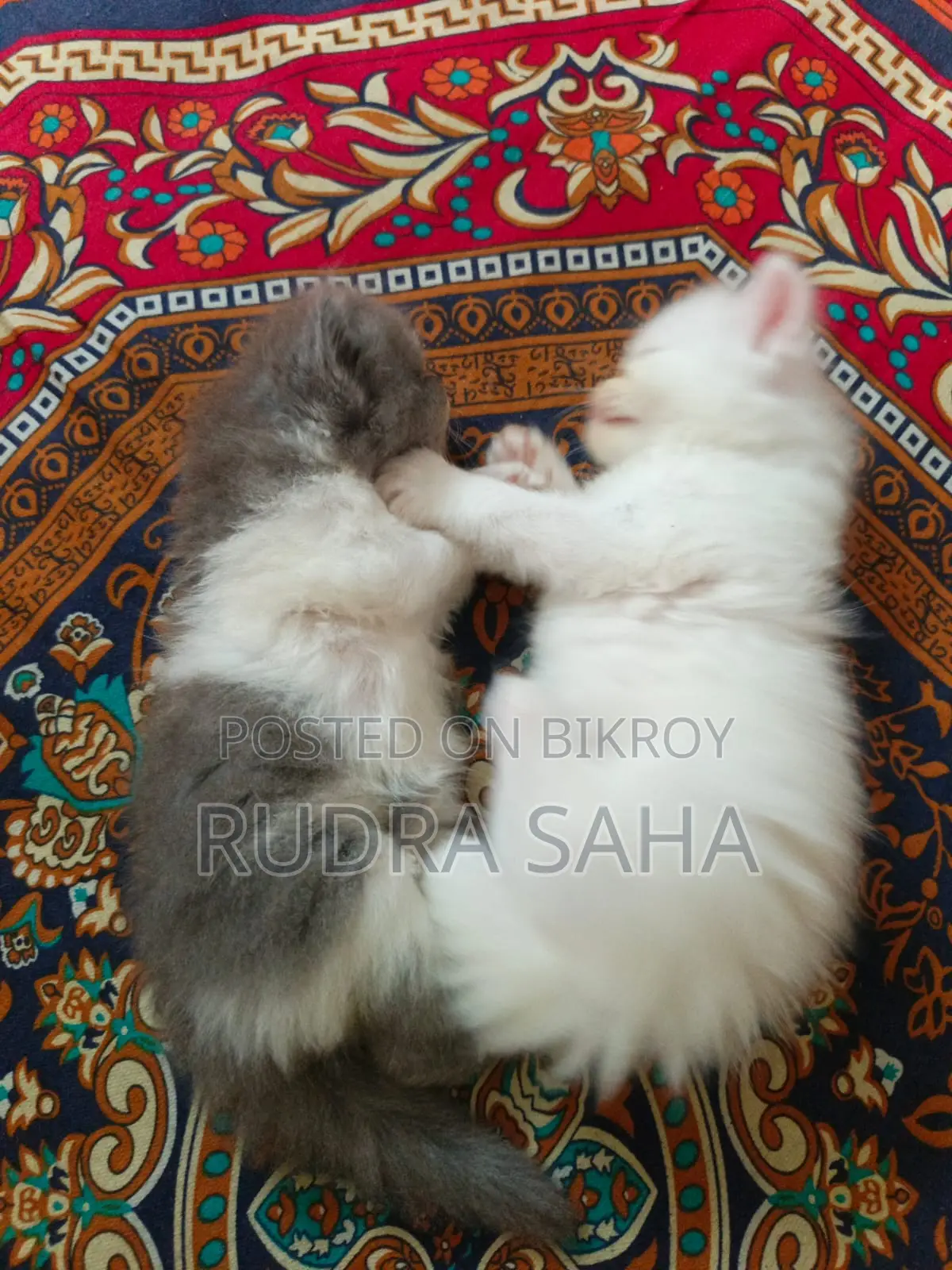 ১-৩ মাস বয়সী পুরুষ খাঁটি পার্সিয়ান
