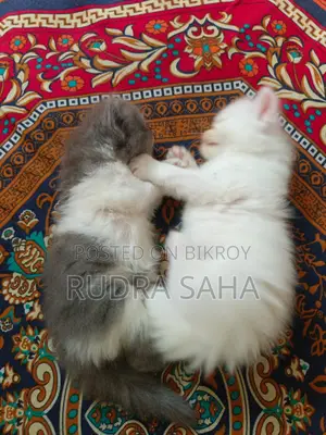 ১-৩ মাস বয়সী পুরুষ খাঁটি পার্সিয়ান