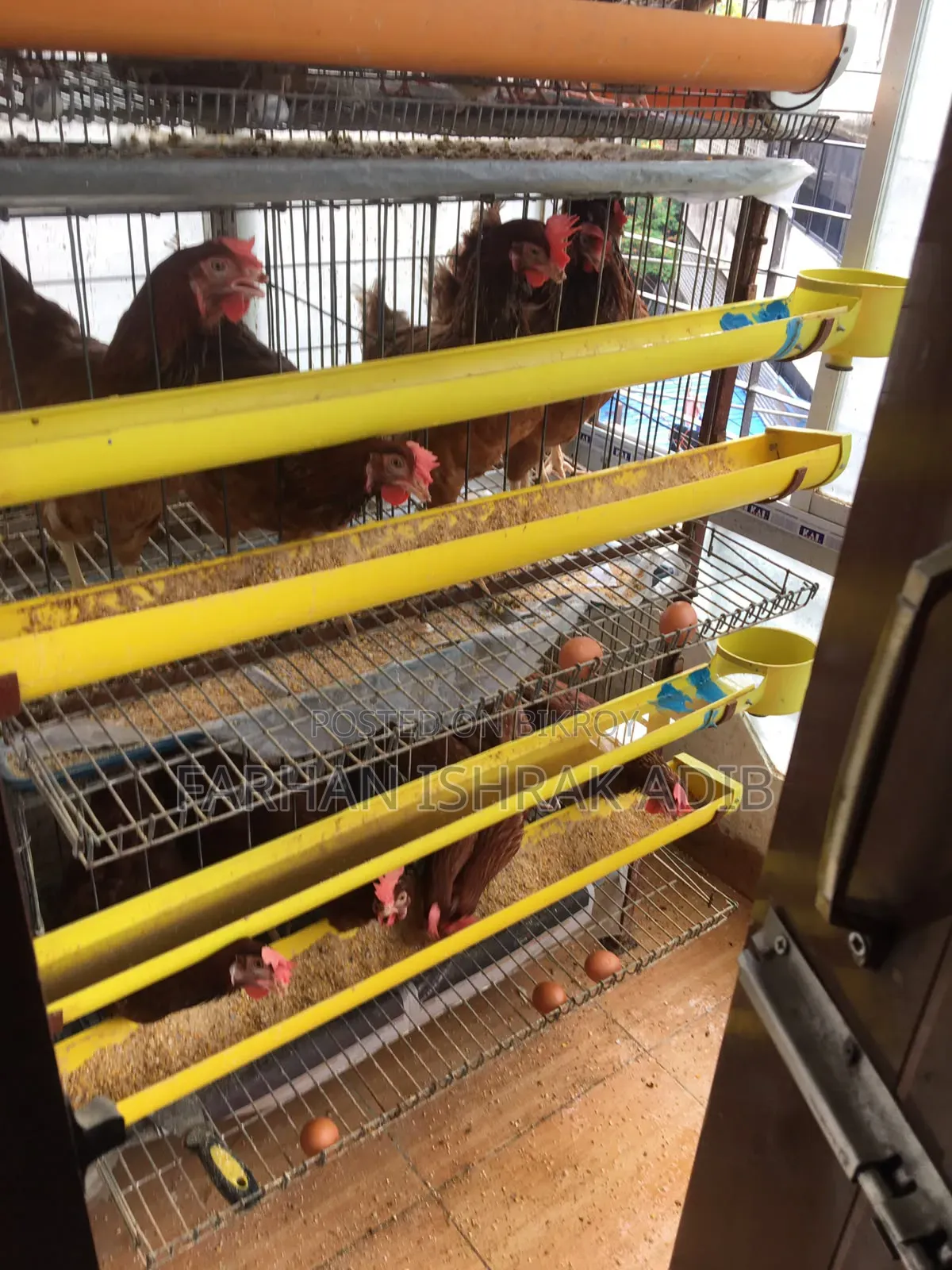 Chicken Cage