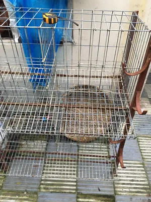 Chicken Cage