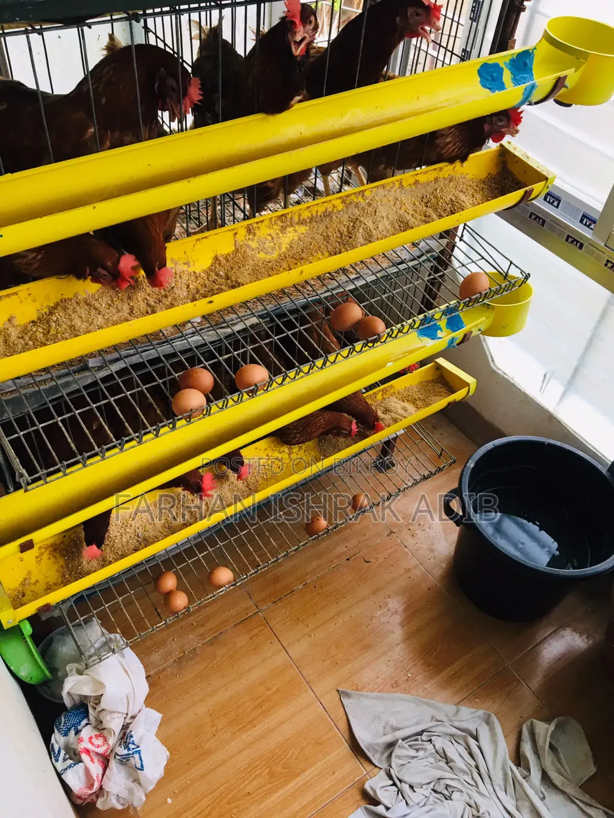 Chicken Cage
