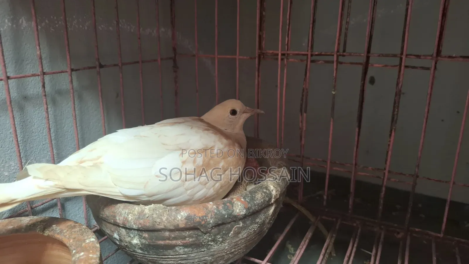 ঘুঘু পাখি বিক্রি