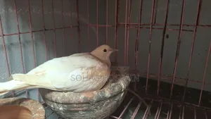 ঘুঘু পাখি বিক্রি