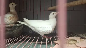 ঘুঘু পাখি বিক্রি