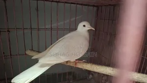 ঘুঘু পাখি বিক্রি