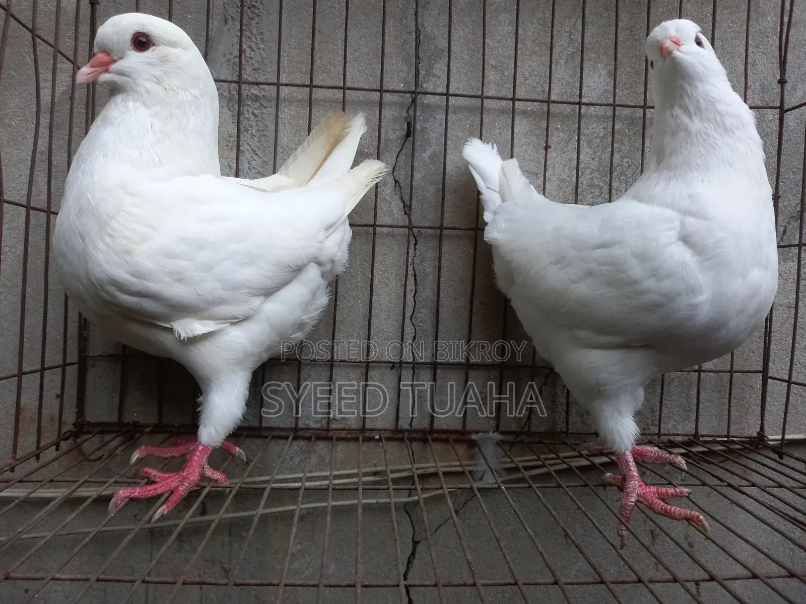 King Pigeon