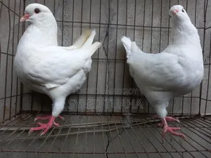 King Pigeon