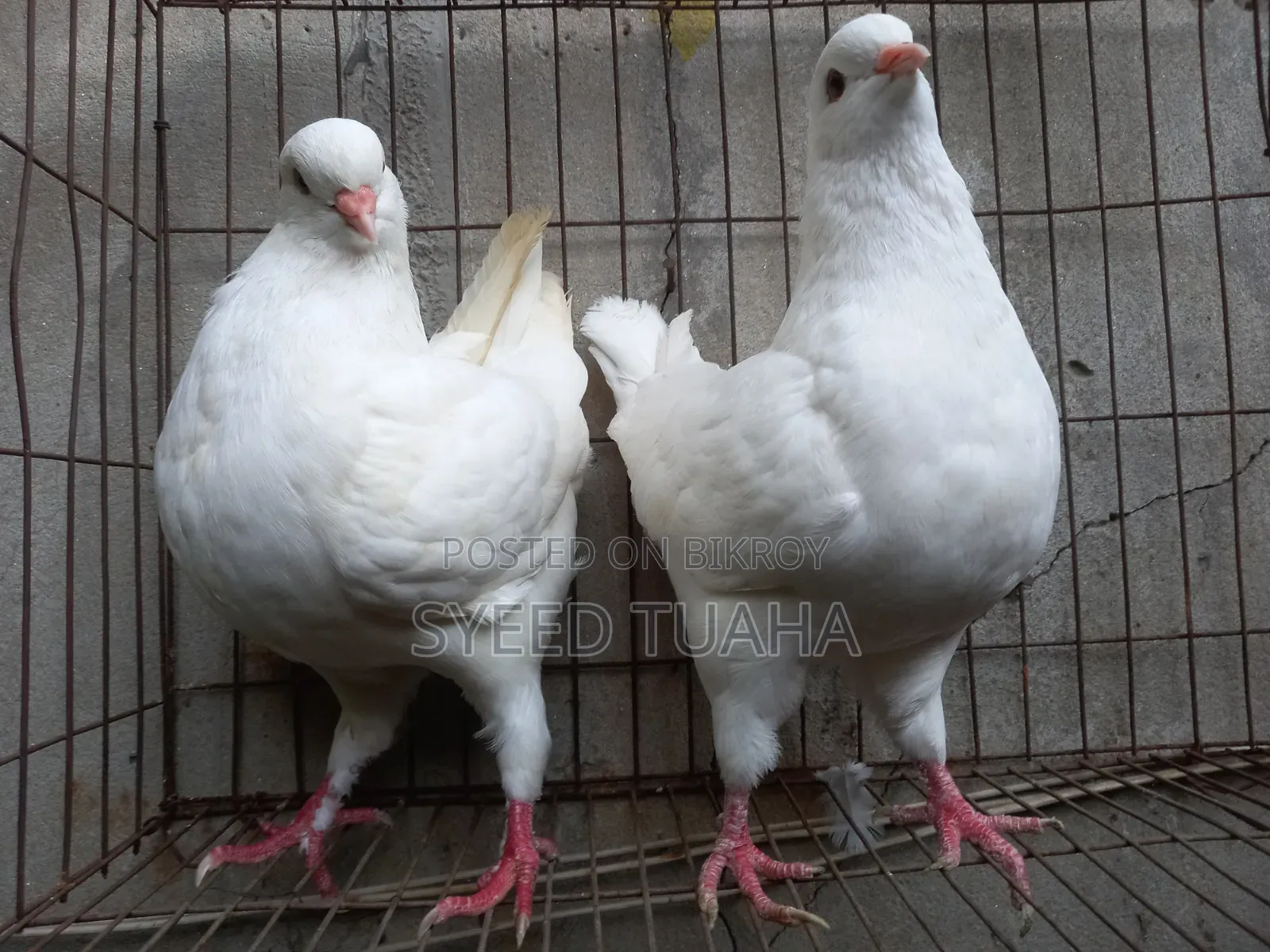 King Pigeon