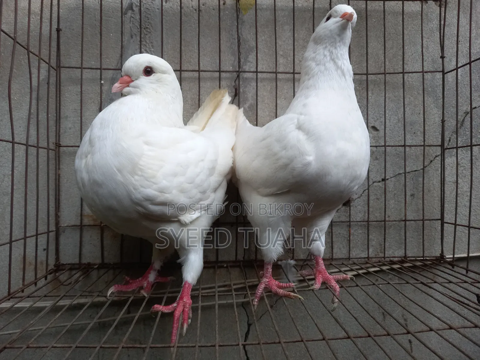 King Pigeon