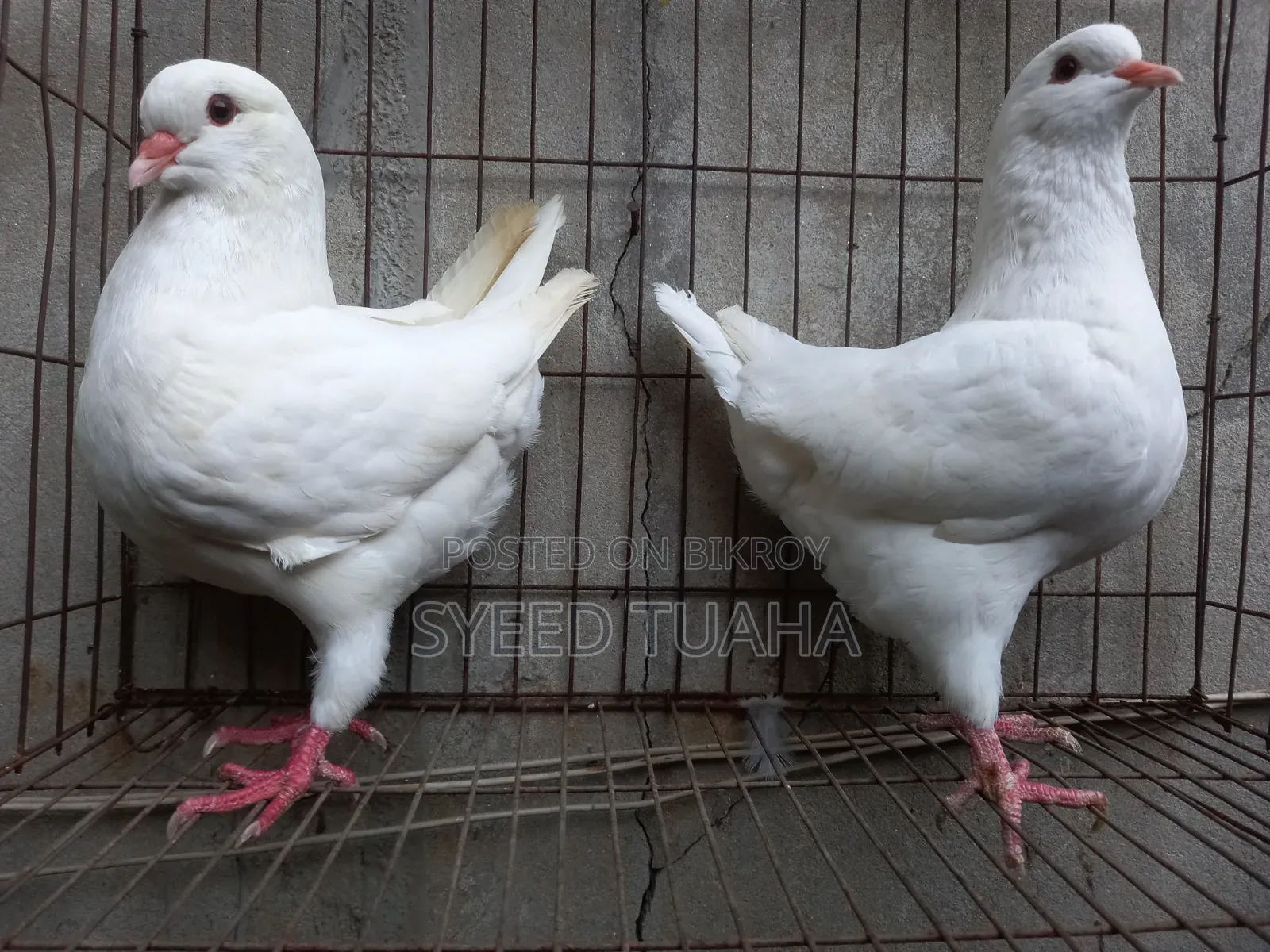 King Pigeon