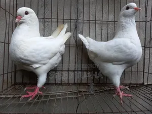 King Pigeon