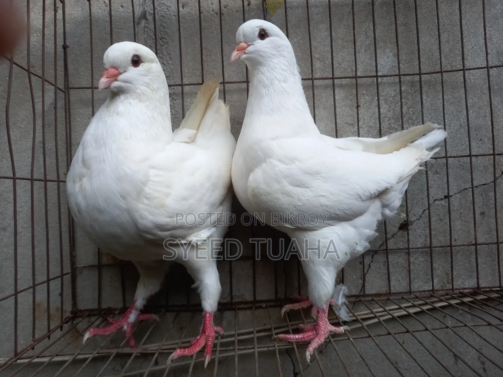 King Pigeon