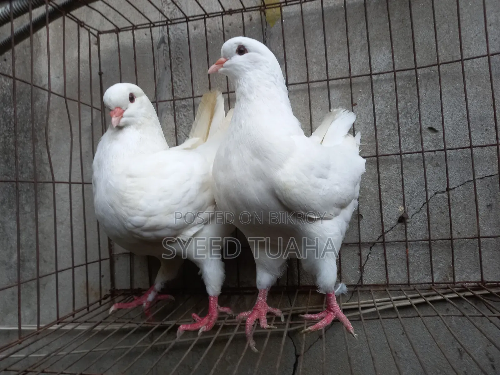 King Pigeon