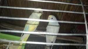 ইয়ং বাজেরিগার পেয়ার ফর সেল
