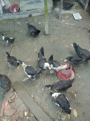 Muscovy Duck. Satkhira Sadar, Satkhira District