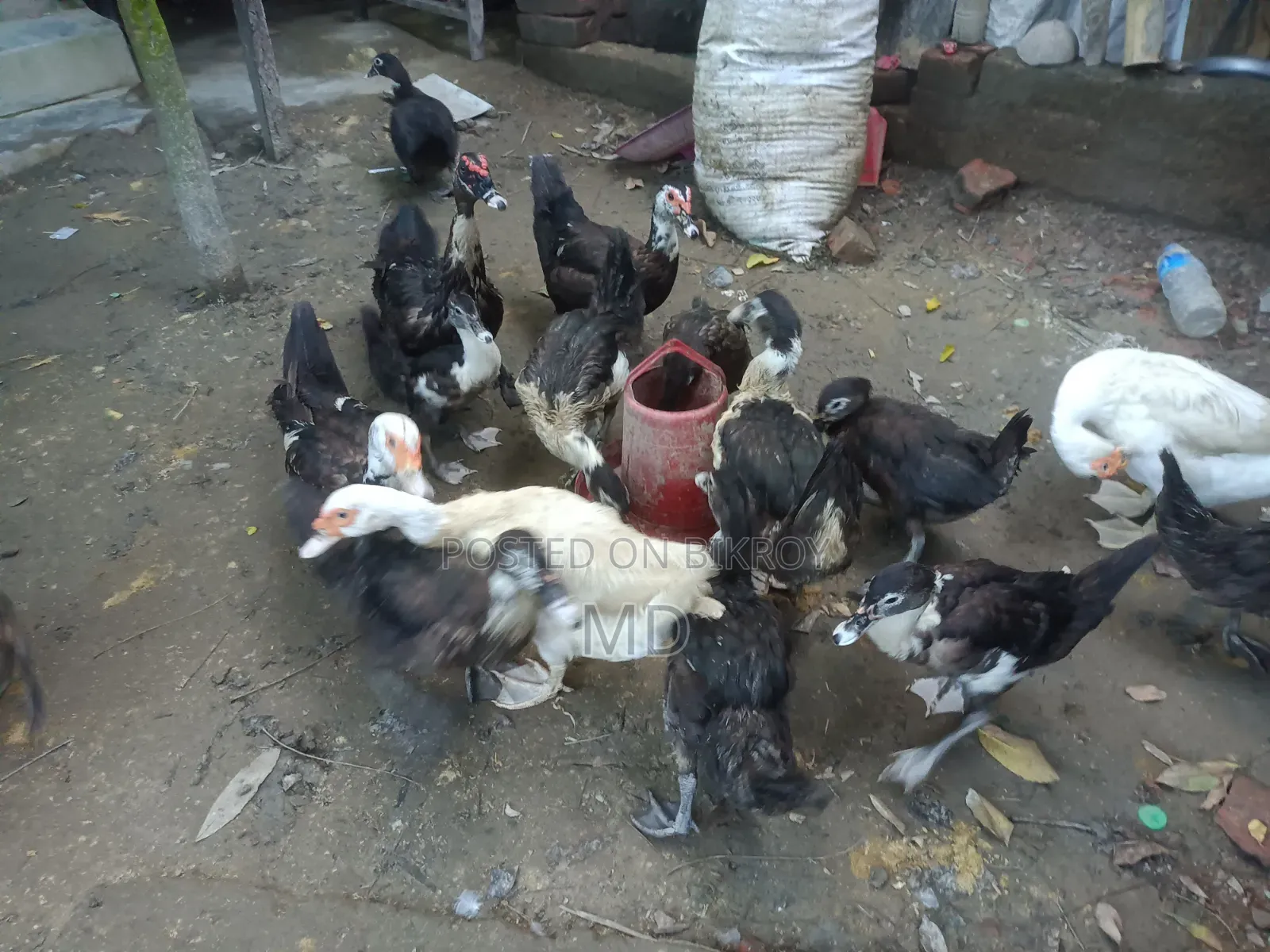 Muscovy Duck. Satkhira Sadar, Satkhira District