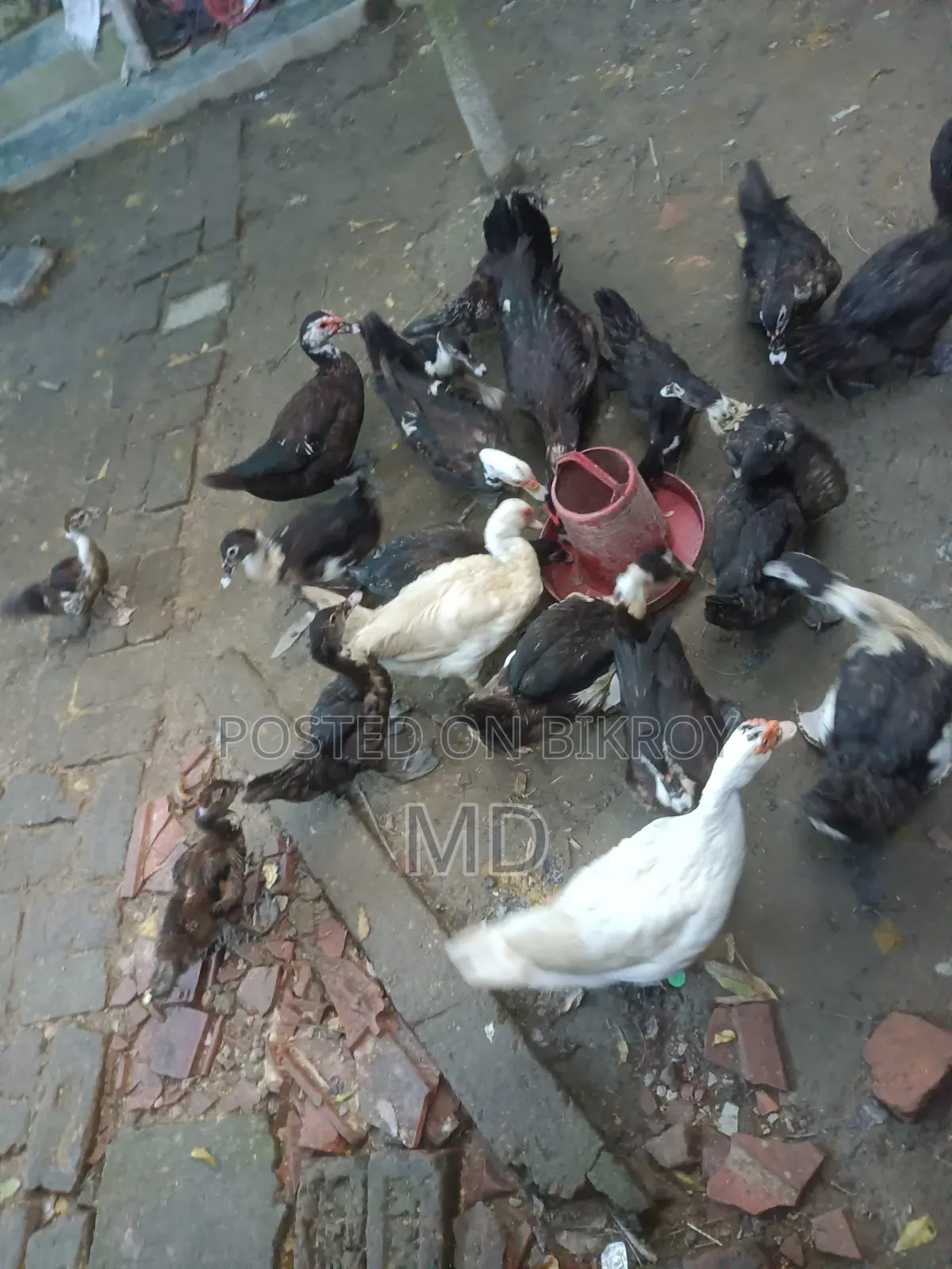 Muscovy Duck. Satkhira Sadar, Satkhira District