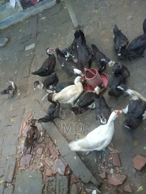 Muscovy Duck. Satkhira Sadar, Satkhira District