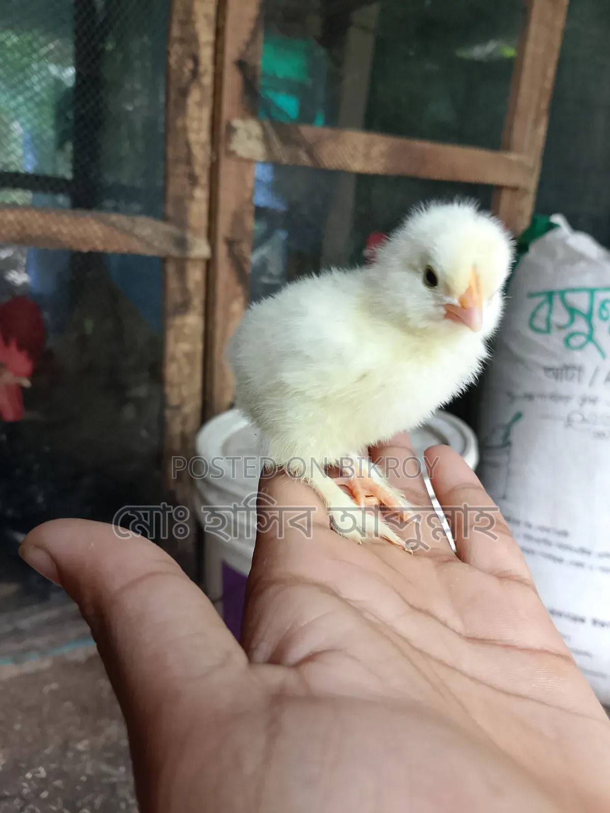 5-day-old Brahma chicken for sale.