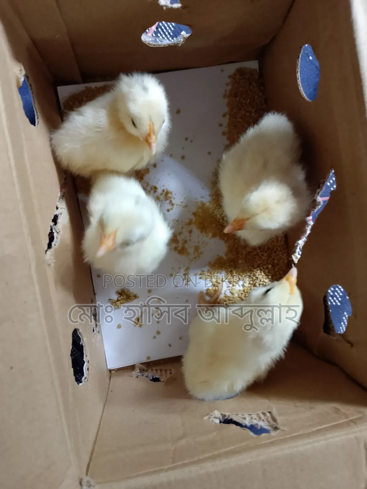 5-day-old Brahma chicken for sale.
