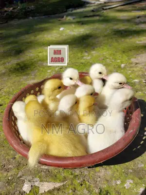 White Chinese Duckling. Muscovy Duckling