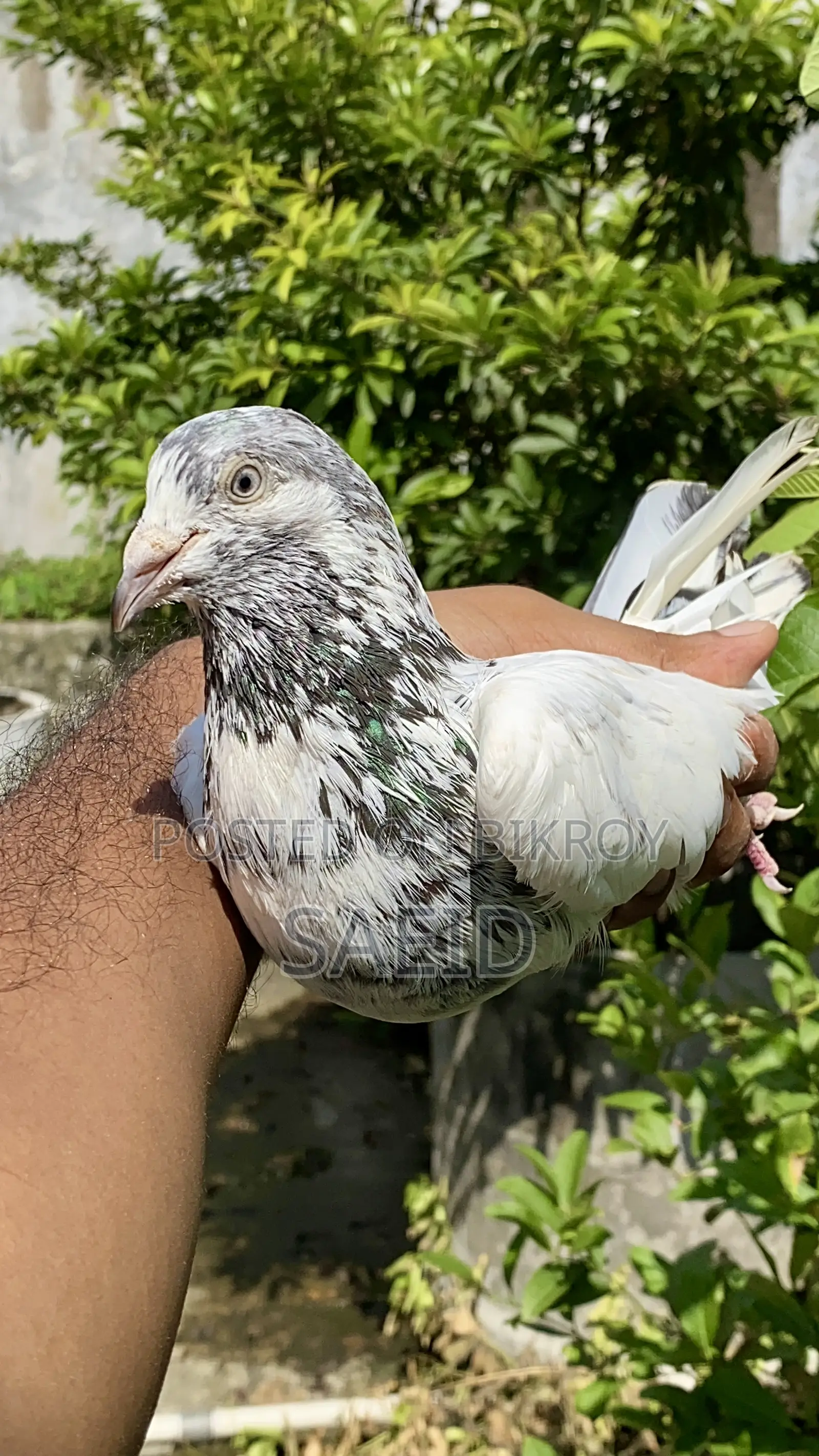 Raw Army 92 Kilo Palla Kora