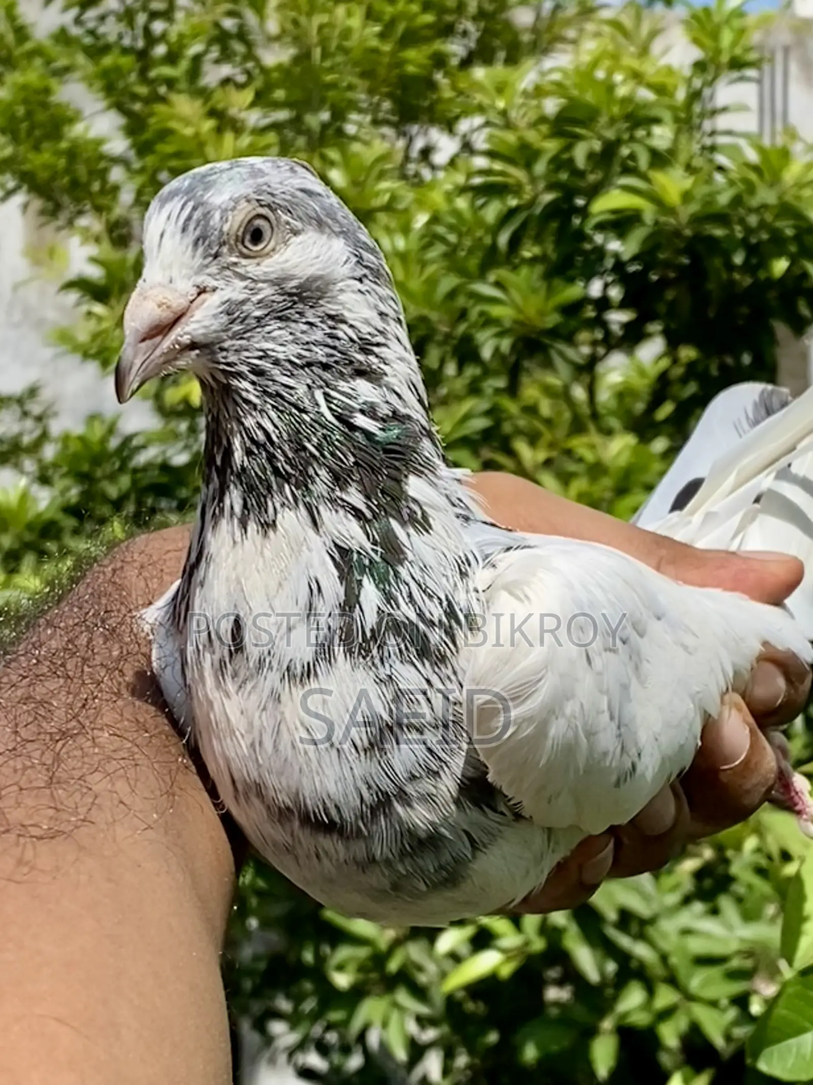 Raw Army 92 Kilo Palla Kora