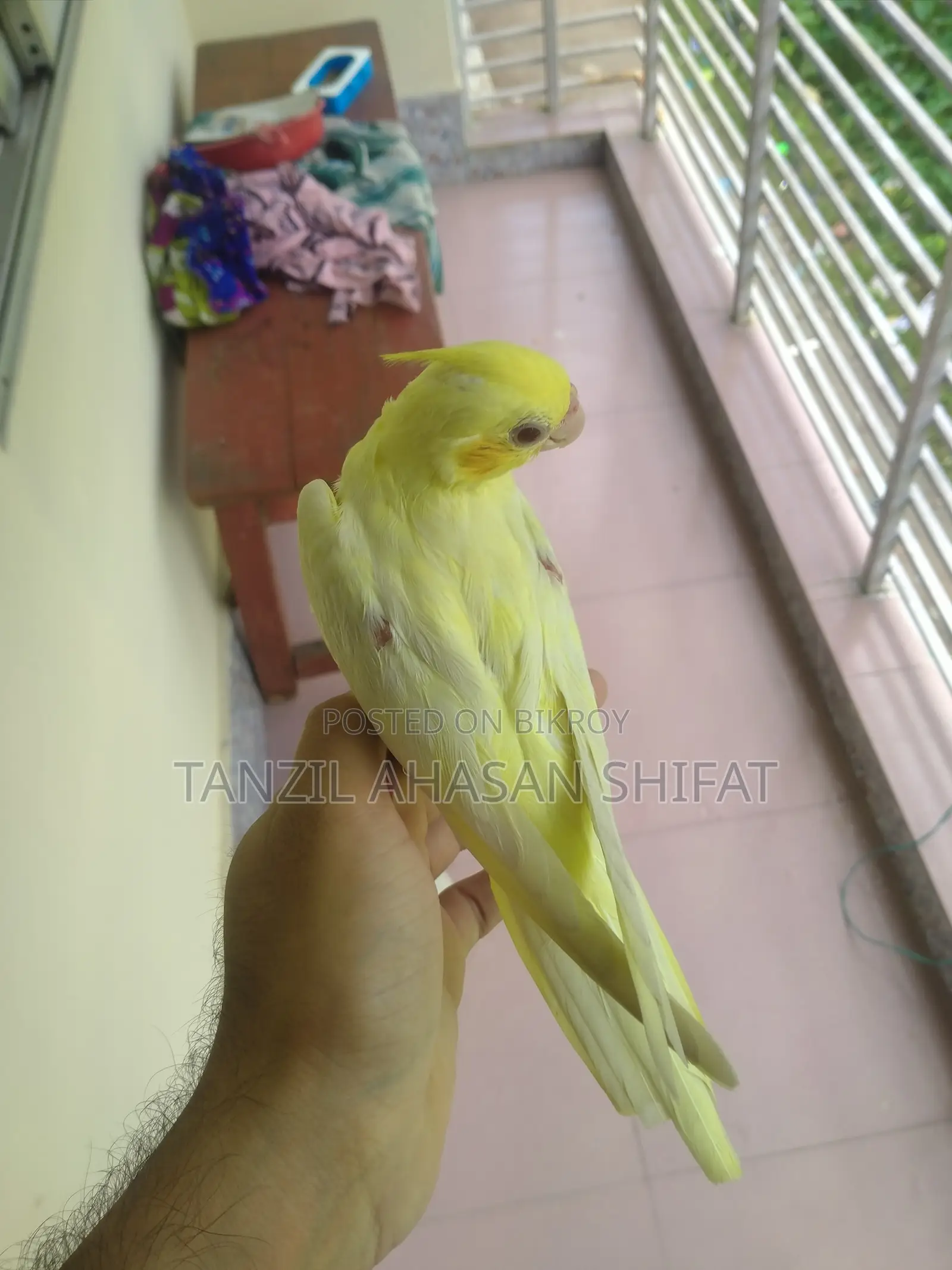 ১টা টেম সাইজ রেড আই লুটিনো ককাটেল পাখি সেল দেওয়া হবে।