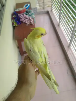 ১টা টেম সাইজ রেড আই লুটিনো ককাটেল পাখি সেল দেওয়া হবে।