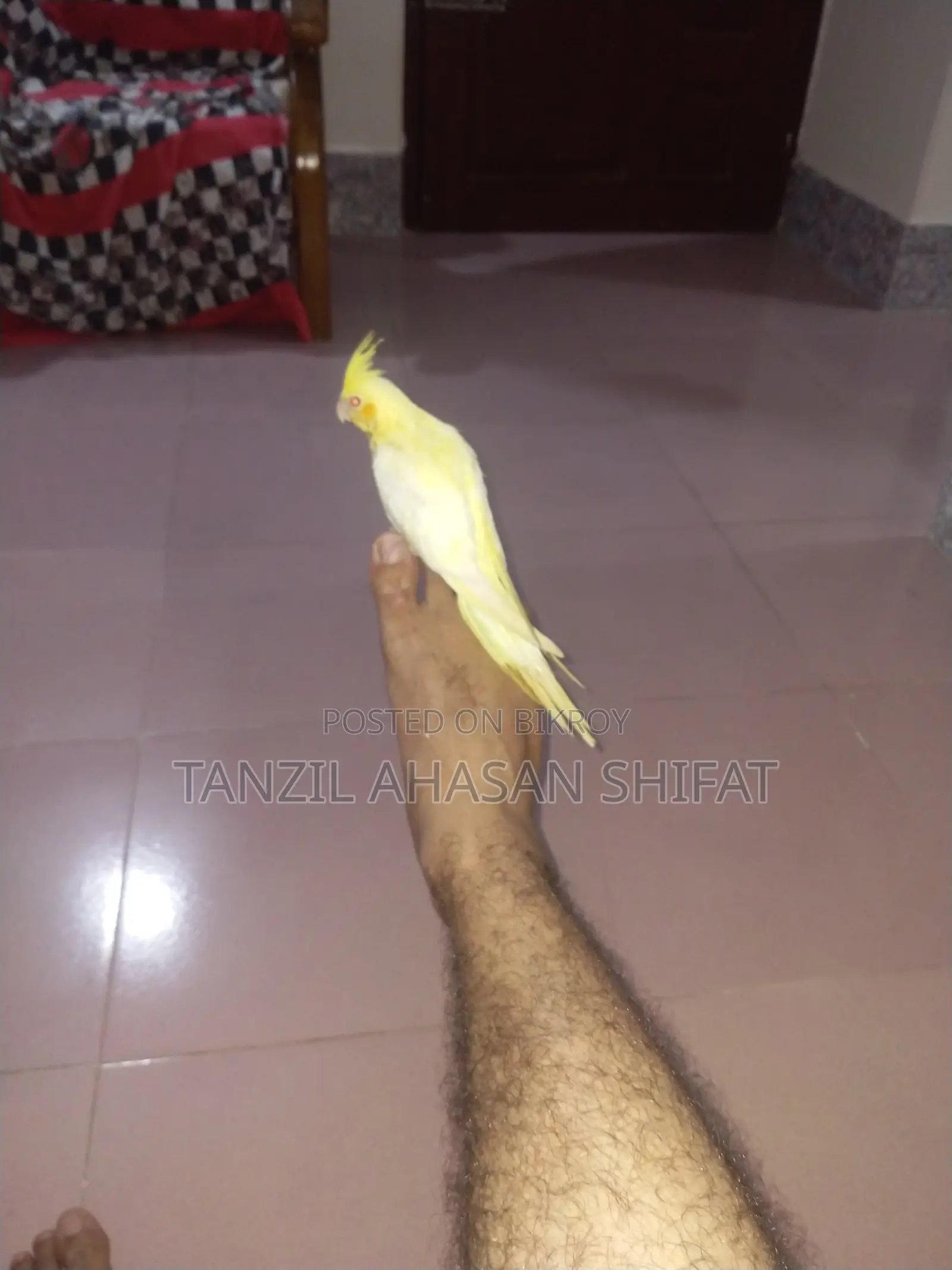 ১টা টেম সাইজ রেড আই লুটিনো ককাটেল পাখি সেল দেওয়া হবে।