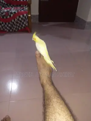 ১টা টেম সাইজ রেড আই লুটিনো ককাটেল পাখি সেল দেওয়া হবে।