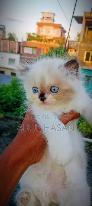 1-3 months Male Purebred Persian