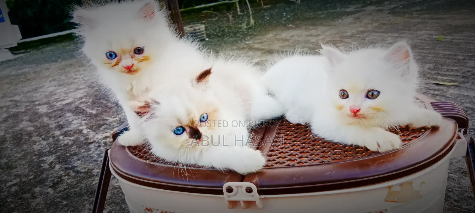 1-3 months Male Purebred Persian