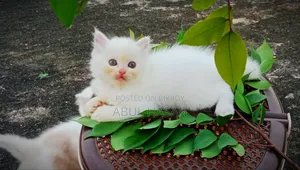 1-3 months Male Purebred Persian