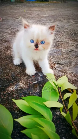 1-3 months Male Purebred Persian