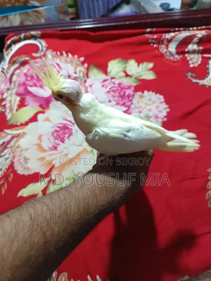 ককাটেল বেবি