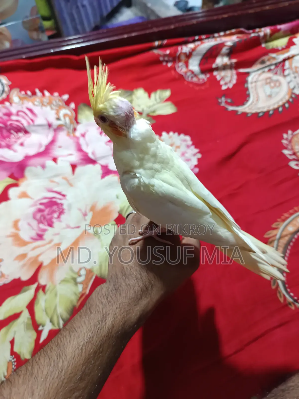 ককাটেল বেবি