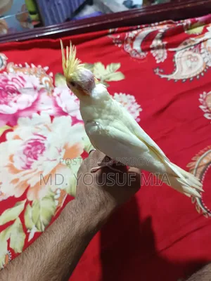 ককাটেল বেবি