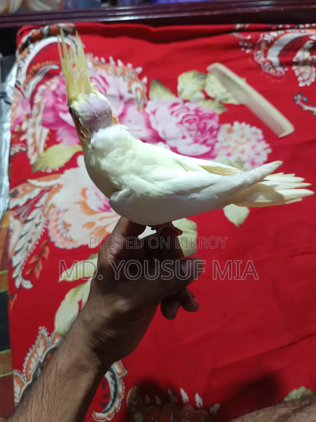 ককাটেল বেবি