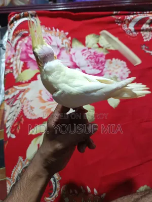 ককাটেল বেবি