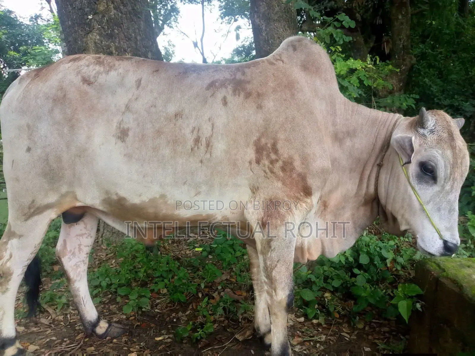 Bull for Sale.