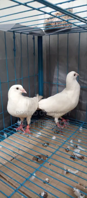 Homer Pigeon