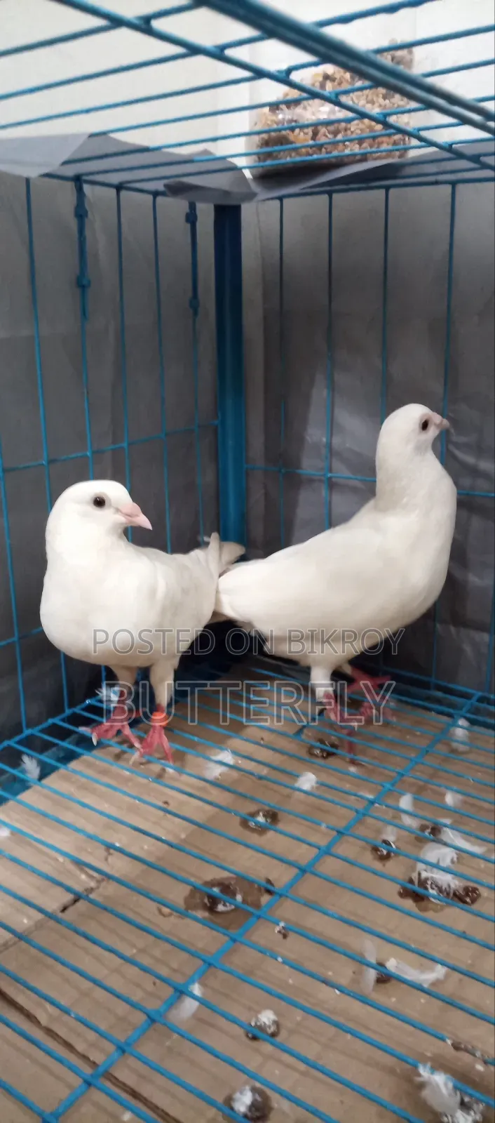 Homer Pigeon